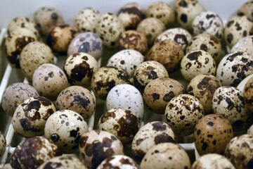 Fototapeta premium Textured spring background with small quail eggs. Eco products. Horizontal format