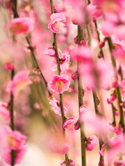 Obraz premium 美しく咲いた枝垂れ梅の花 
