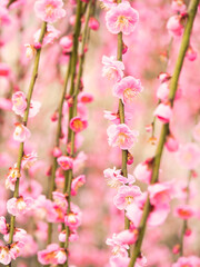 Obraz premium 美しく咲いた枝垂れ梅の花 