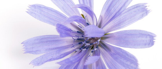 Blue flower chicory close up on white background