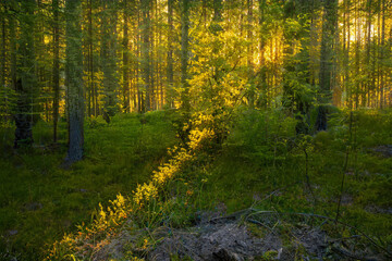 Obraz premium Magical sunset in the forest.