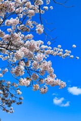 卒業、入学、花見シーズンに満開に咲き誇る春の桜