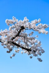 卒業、入学、花見シーズンに満開に咲き誇る春の桜