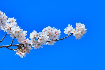 卒業、入学、花見シーズンに満開に咲き誇る春の桜