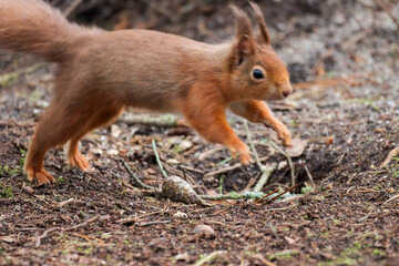 Red Squirrel running