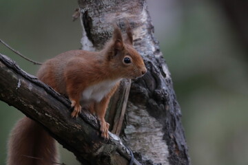 Naklejka na ściany i meble Red Squirrel on a branch