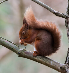 Red Squirrel eating on a branch
