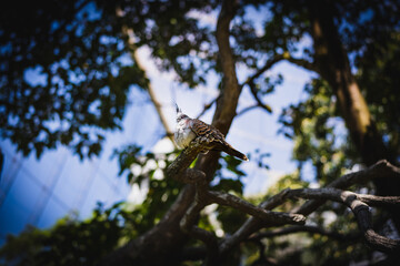 bird on tree