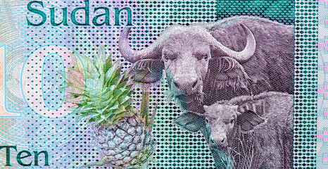 African buffalo or Cape buffalo (Syncerus caffer) with a calf. Pineapple. Portrait from South Sudan...