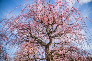 鈴鹿の森庭園　満開の枝垂れ梅