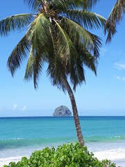Palmier avec vue sur le rocher du diamant en Martinique 