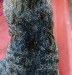 close up of a fur hat
