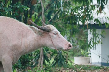 The albino buffalo is a rural animal with a unique genetic skin. with pinkish white skin, standing outdoors in Thailand