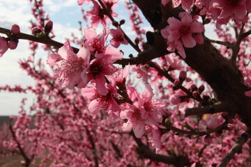 peach blossom in spring