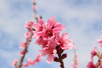 peach blossom in spring