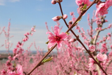 peach blossom in spring