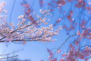 日本の美しい桜の風景