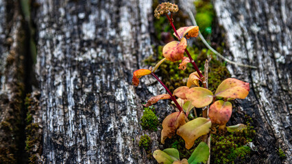 Element of old wooden texture with moss and some succulents close up