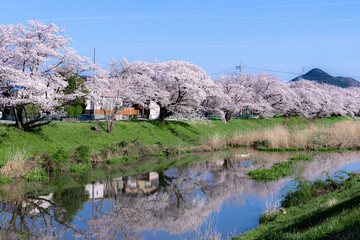 日本の美しい桜の風景