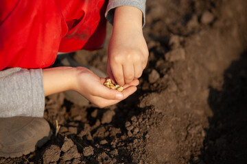 boy, child holds pea seeds in his hands and plants them in the ground of the earth. sowing. close-up of hands with seeds.