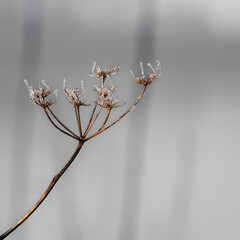 plante givrée à la Base de loisirs de Verneuil sur Seine dans les Yvelines en France