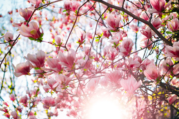 Pink magnolia soulangeana tree in bloom during springtime