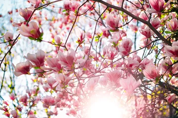 Gordijnen Pink magnolia soulangeana tree in bloom during springtime © adrianad