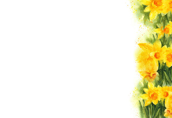 white background with watercolour  yellow narcissus, spring flowers, hand drawn sketch, romantic