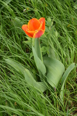 Tulip in the grass