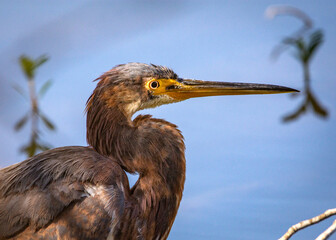 Tricolored Heron at Cullinan Park in Sugar Land, Texas!