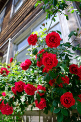 バラのある古い家