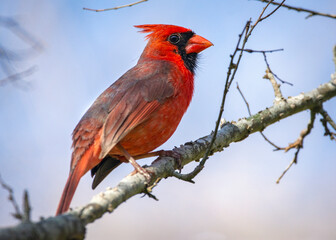 A brightly colored Northern Cardinal perched on a branch at Cullinan Park in Sugar Land, Texas!