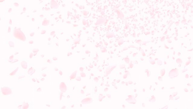 桜が舞う花びらループアニメーション