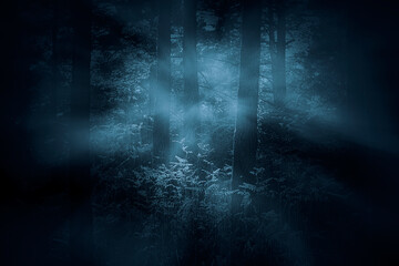 Foggy woods at dawn