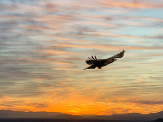 The flying crow in the sunset