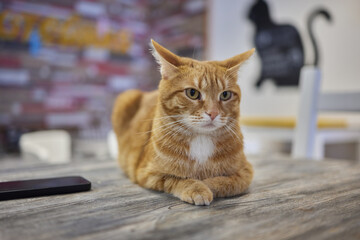 cat lying down on wooden table looking at camera.