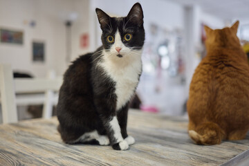 cat lying down on wooden table looking at camera.