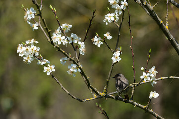 Phoenicurus ochruros - Black Redstart - Rougequeue noir