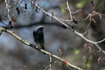 Phoenicurus ochruros - Black Redstart - Rougequeue noir