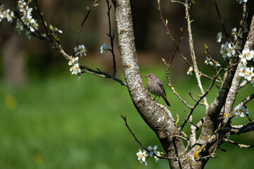 Phoenicurus ochruros - Black Redstart - Rougequeue noir