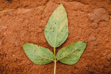 green leaves on a wooden background