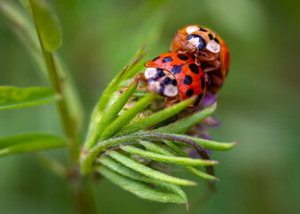 Asian Lady Beetles along the nature trail in Pearland!