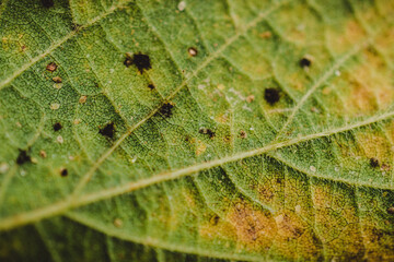 macro of a leaf of soybean plantation