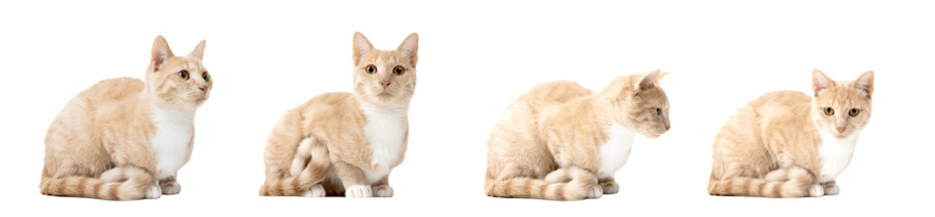 jeune chatte dans différentes poses sur fond blanc