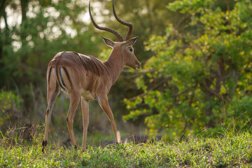 Impala (Aepyceros melampus) male. Mpumalanga. South Africa.