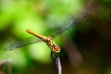  SYMPETRUM libellule  étang  nord isère