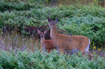 White-tailed deer fawn and doe share a tender moment in the forest in Canada