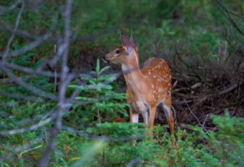 White-tailed deer fawn walking through the meadow in Ottawa, Canada