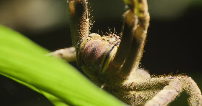 Wandering Spider in defense position motionless on leaf, Tambopata National Reserve.