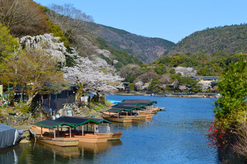 京都市嵐山嵐峡めぐりの屋形船と桜01
